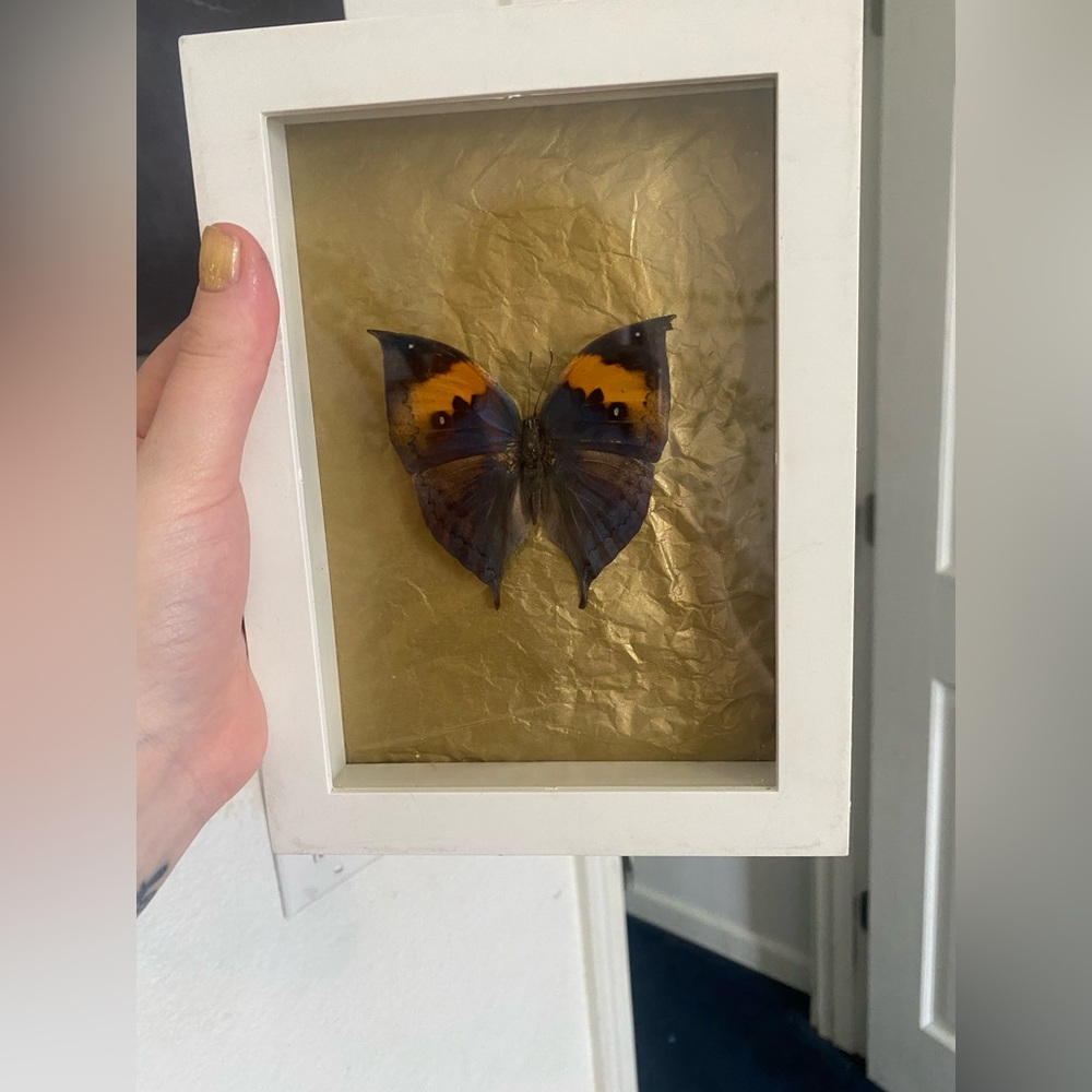 Framed butterfly